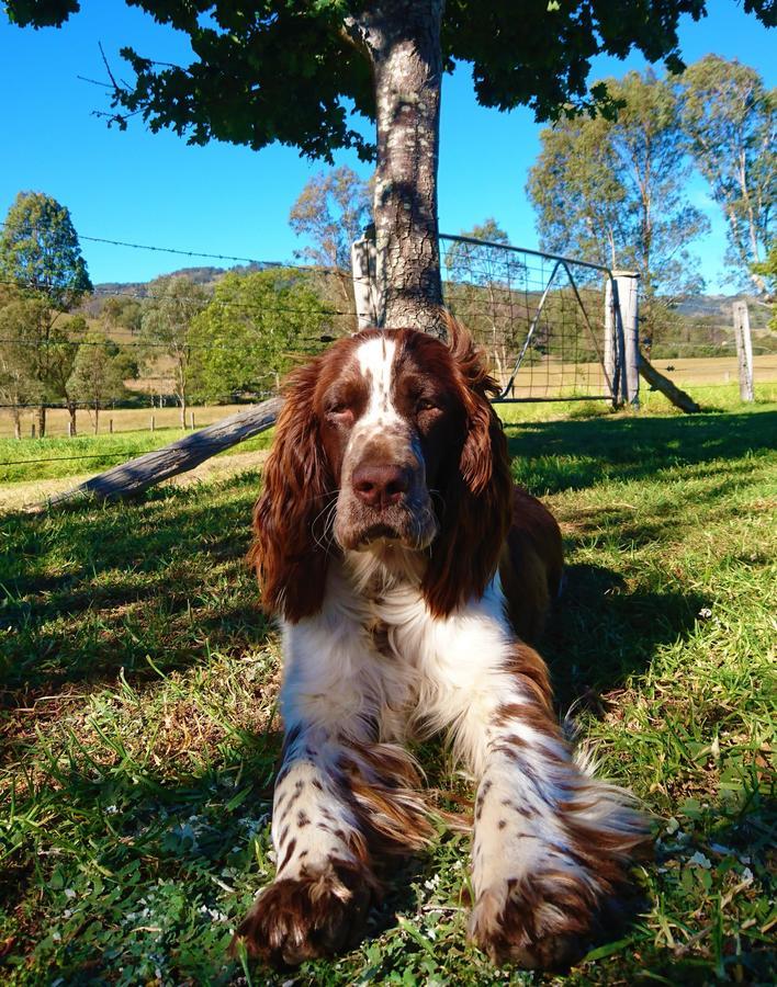 The Wattle Lodge Glendon Brook Esterno foto